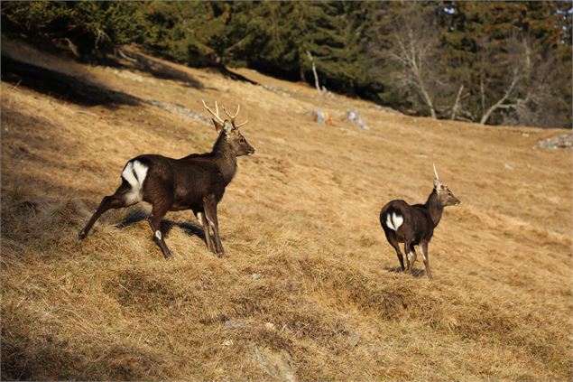 parc animalier merlet - chamois - OT Vallée de Chamonix - Salomé ABRIAL