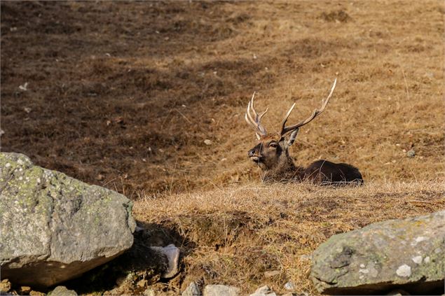 Parc de Merlet - OT Vallée de Chamonix - Salomé ABRIAL