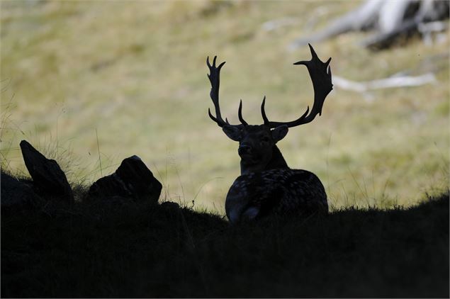 Cerf - OT Vallée de Chamonix - Salomé ABRIAL