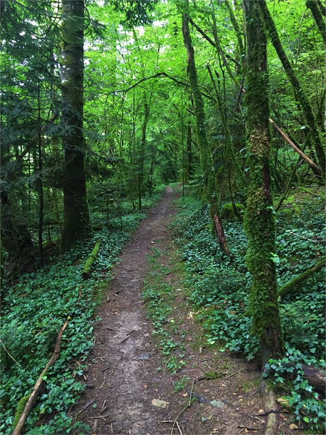 Sentier dans la forêt - Maxime Ballet