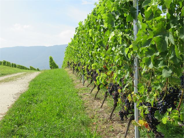 Vignes sur Dardagny - ©Thomas Baillard