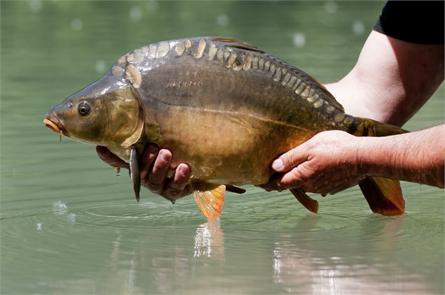 Carpe - V.Court - FSPPMA