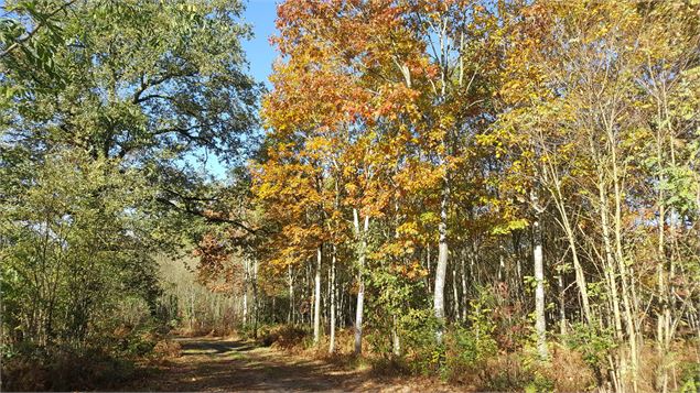 La Lande Tourbeuse des Oignons - A. Joubert-Laurencin