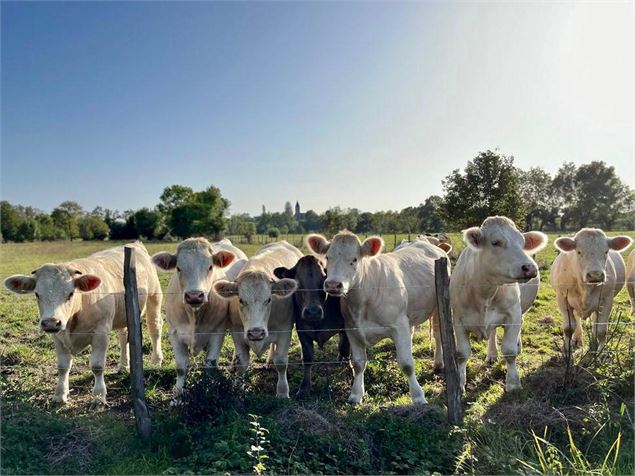 Elles sont curieuses - Karin Dirx