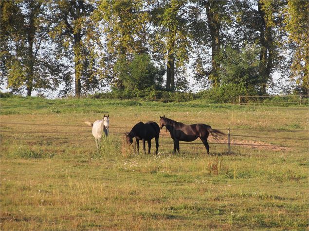 Des chevaux dans un pré - Office de Tourisme Pays de Bâgé et de Pont-de-Vaux