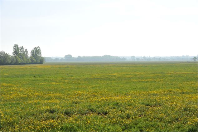 Prairie de la Saône - Office de Tourisme Pays de Bâgé et de Pont-de-Vaux