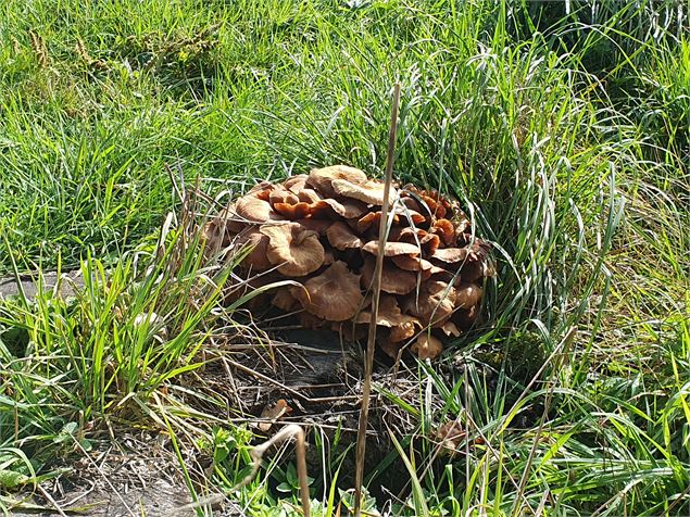 L'automne arrive - Karin Dirx