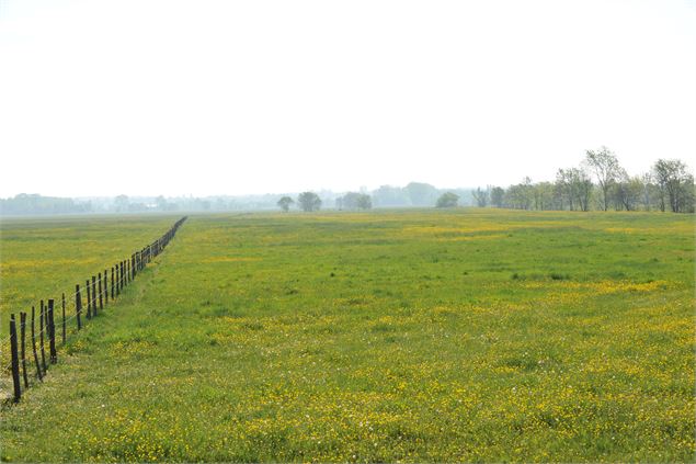 La prairie - A. Joubert-Laurencin