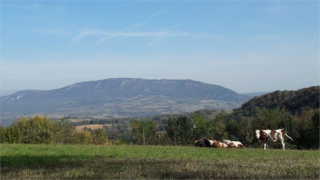 Plateau de Verniaz