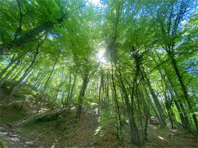 Cascade d'Eilloux_Corbonod - F.scotton