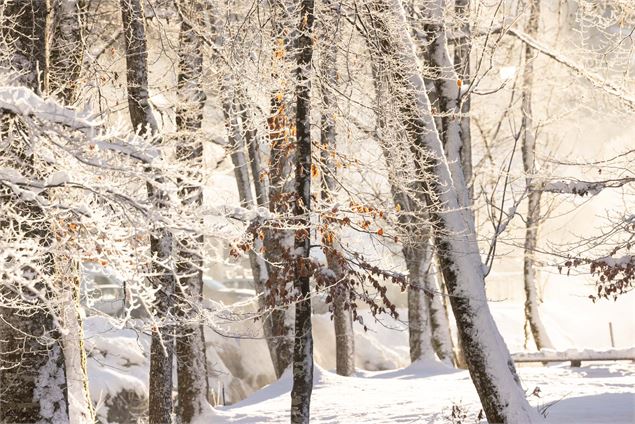 Le sentier du renard - Piste de ski de fond_Morzine - JB Bieuville