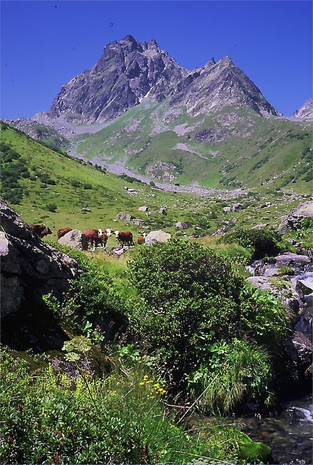 Randonnée : La Combe des Roches - Circuit de l'Orselle (1719m )_Saint-Colomban-des-Villards