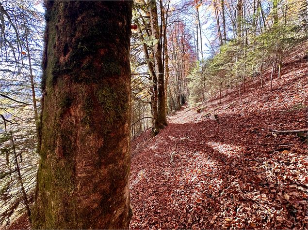 Itinéraire pédestre : Découverte du village de Samoëns par les Moulins et les Pleignes_Samoëns - Léo