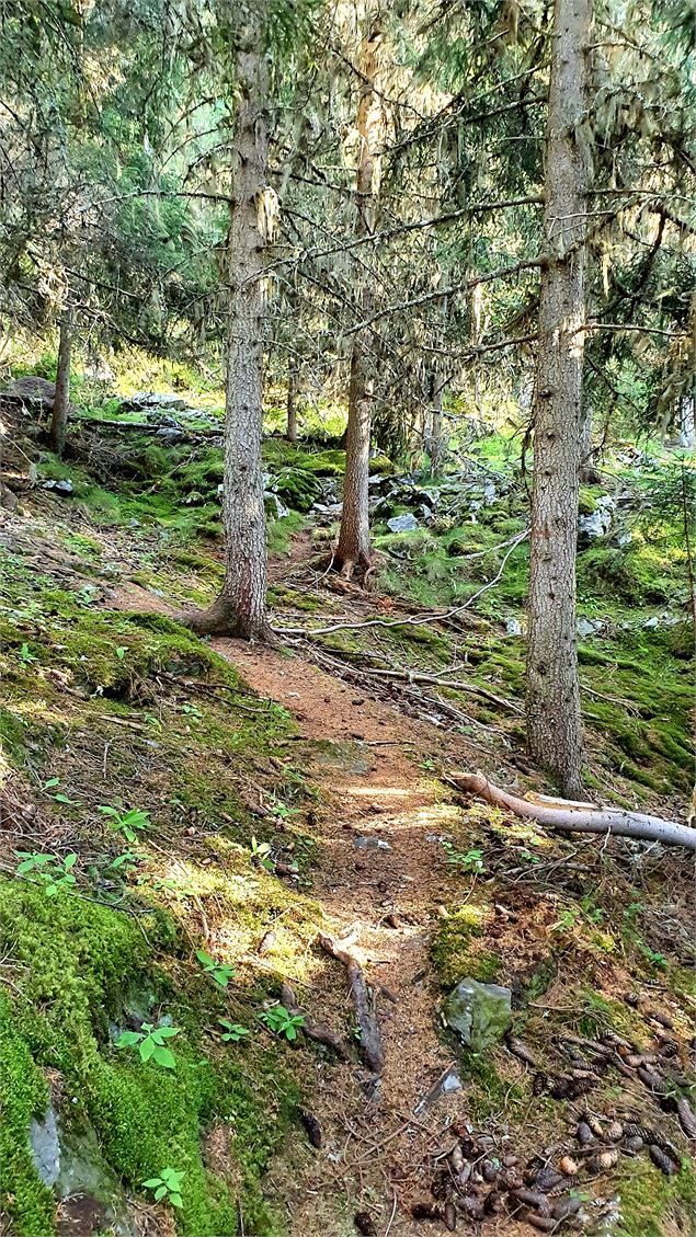 Photo d'un sentier dans la forêt - Commission sentiers de la mairie de Valmeinier