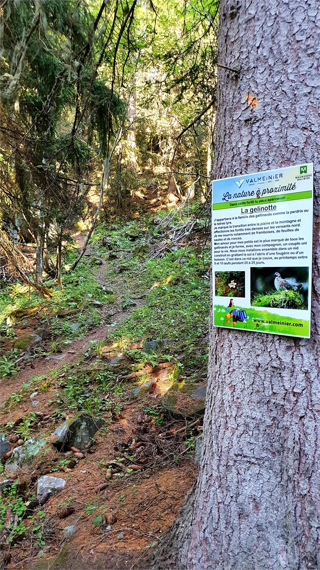 Photo d'un arbre sur lequel est accroché un panneau explicatif sur la gelinotte - Commission sentier