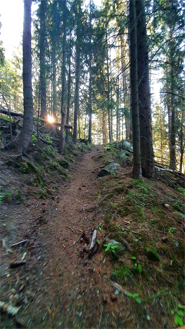 Chemin entouré de grands arbres dans la forêt - Commission sentiers de la mairie de Valmeinier