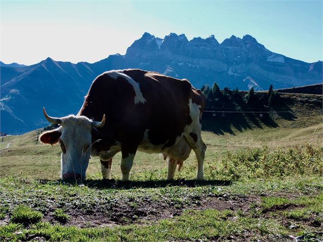 La Foilleuse avec vue sur les Dents du Midi