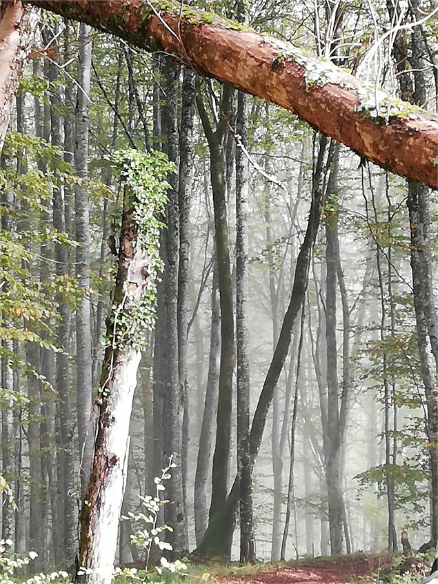 la forêt bugiste - La Tour d'Oncin