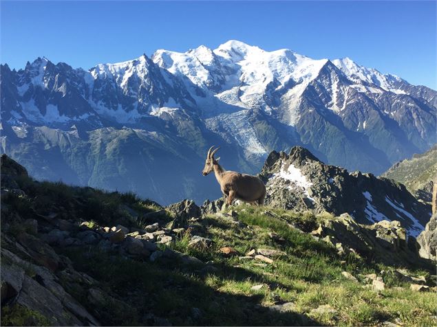 Lac Blanc bouquetin - OTVCMB_CM