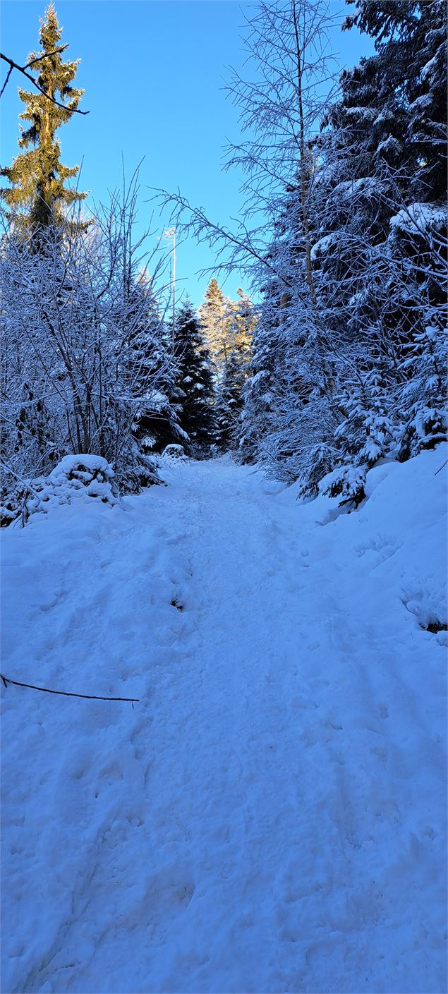Sentier dans la forêt et dans la neige - © Cordon Tourisme