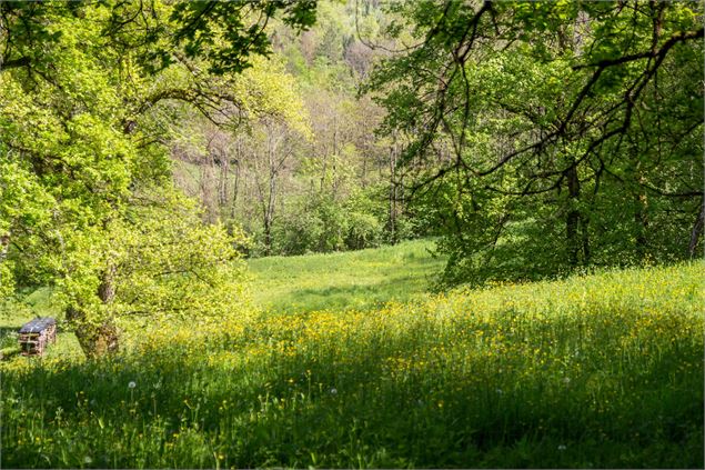 clairière au printemps sur le sentier des cuves du Buizin - Marilou Perino