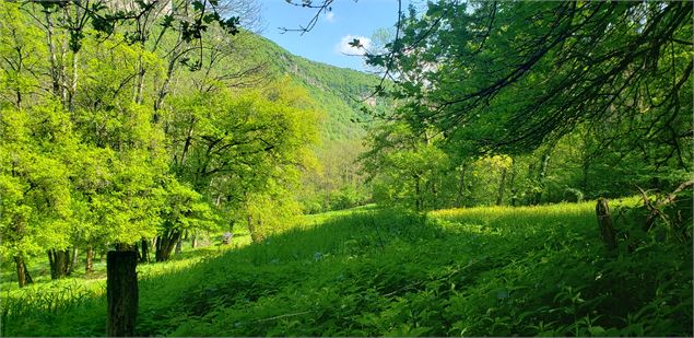 pâtures sur le sentier des cuves du Buizin - Marilou Perino