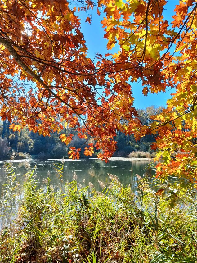 couleurs d'automne au lac du môle - Solène Vuagnoux
