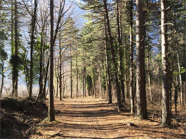 Chemin dans les bois. - OTICoeurdemaurienne