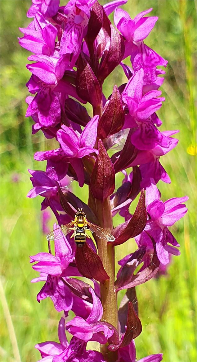 Dactylorhize de mai - Demange A.