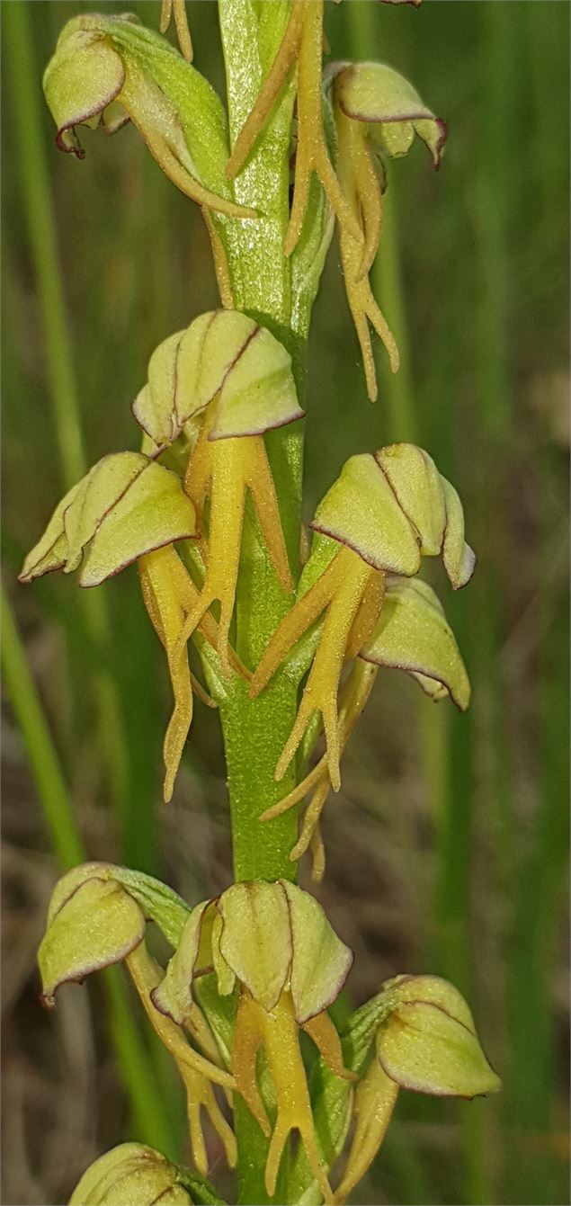 Homme-pendu - Demange A.