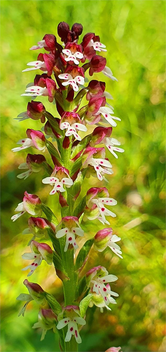 Orchis ustulata - Demange A.