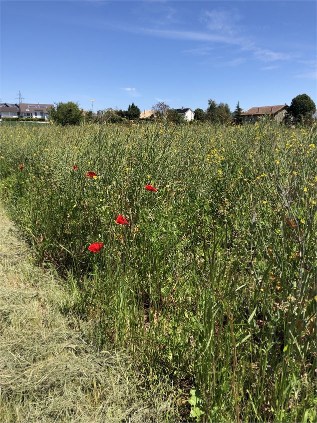 Les plaines Vaudoises - Jules Guerle