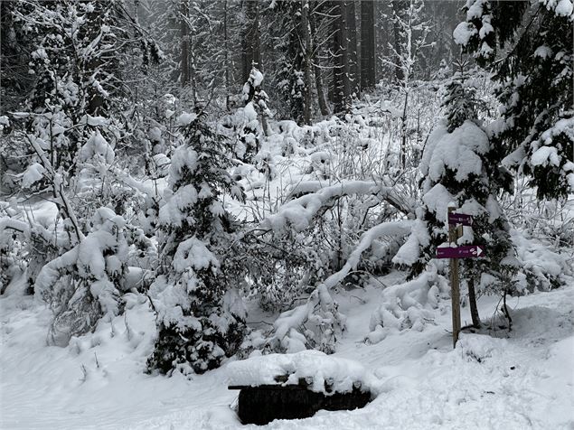 Sentier raquettes : la boucle des Combes_Sallanches - Océane Casanova