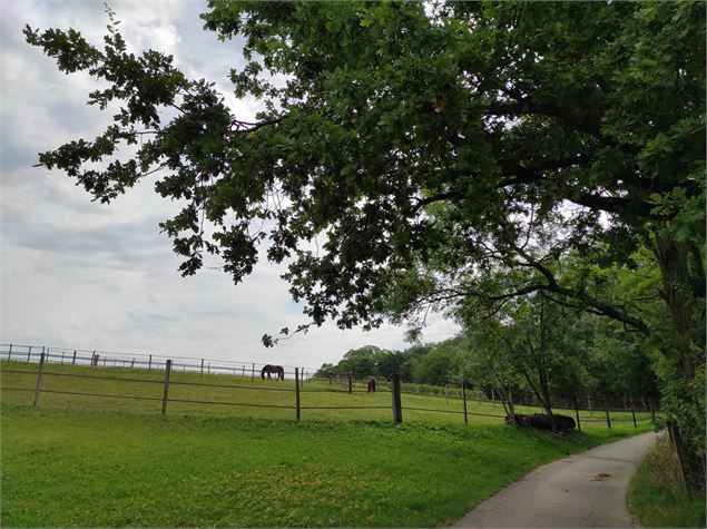 Cheveaux - E Beaupere