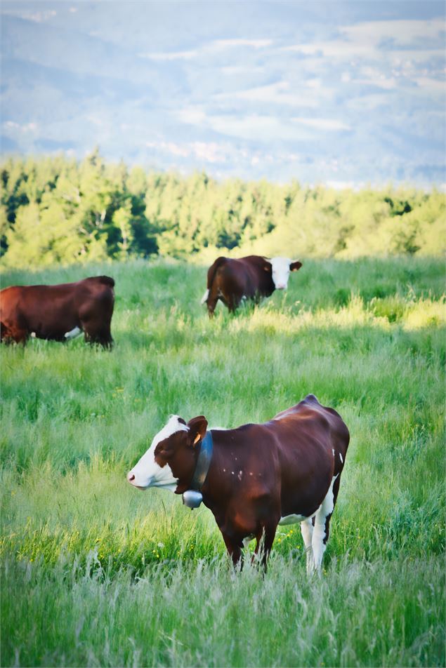 Plan du Salève - Franleno Production