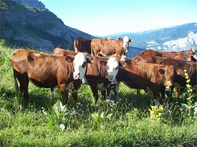 Alpage de Mayères - Véronique Lorenzi