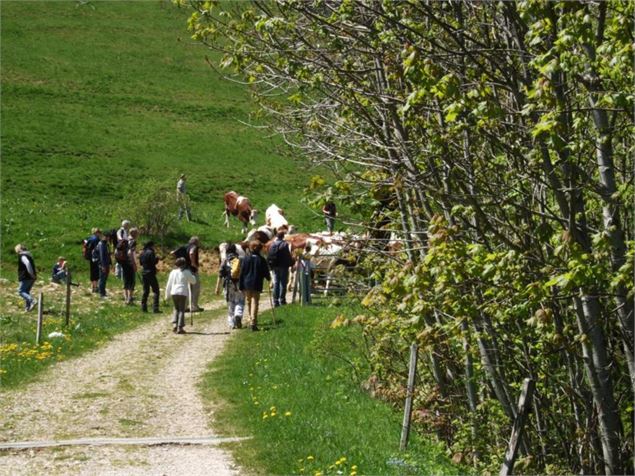 Sur les pas de chatreux - OT Monts du Genevois - Brice Souvansanouk