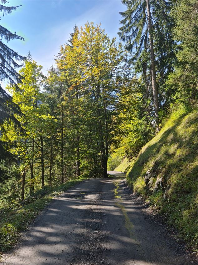 chemin forestier - Wendy Coulon