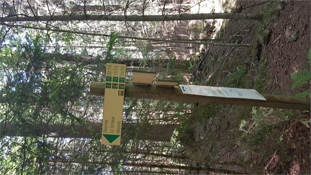 sentier pédestre : sentier forestier de Mayères
