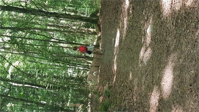 sentier pédestre : sentier forestier de Mayères