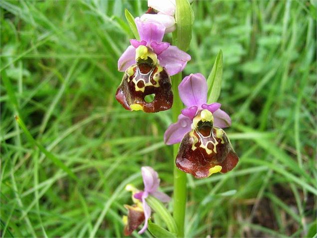 Sentier Nature du Vuache - Conseil Départemental 74