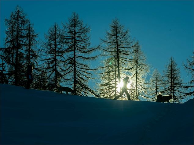 Entre forêt et clairières - JNJ