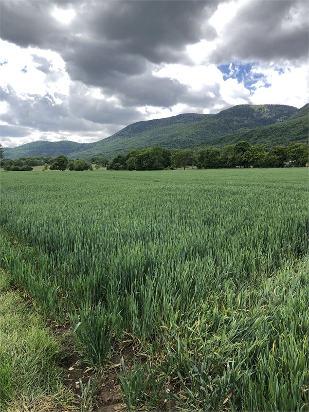 Au pied du Juras - Jules Guerle