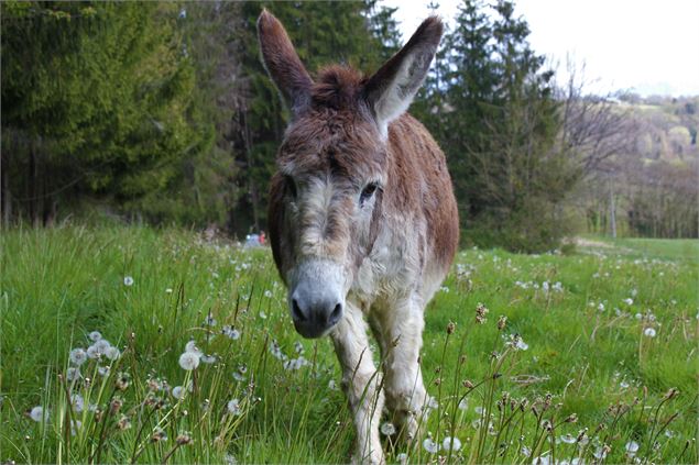 Emblème de la Ferme, l'âne - OT Monts du Genevois - A.Modylevskaia