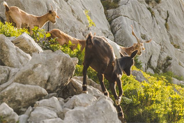 Via Ferrata de la Tour Jalouvre au Grand-Bornand - C.Cattin AlpcatMedias-Le Grand-BornaC.Cattin Alpc