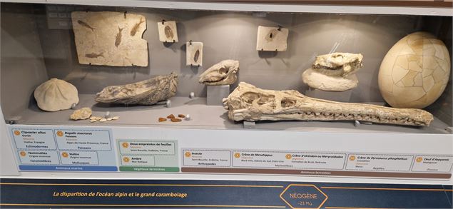 Musée de Préhistoire et Géologie Jean Hallemans_Sciez