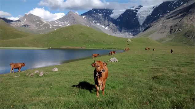Vachette au Clou - G Lucazeau