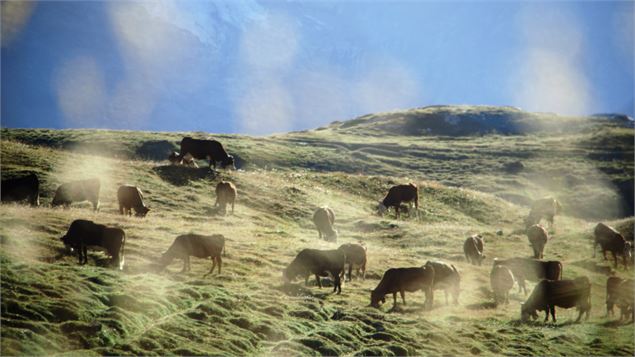 Troupeau de vache au Clou - G Lucazeau