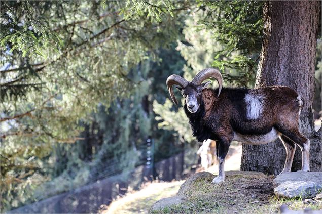 Parc de Merlet - OT Vallée de Chamonix - Salomé ABRIAL