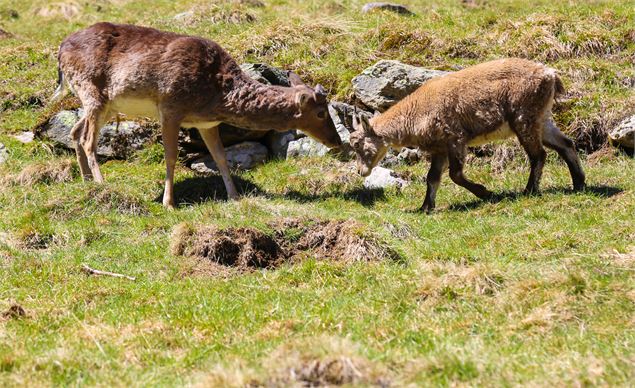 parc animalier merlet - OT Vallée de Chamonix - Salomé ABRIAL